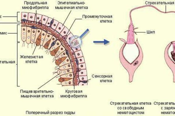 Мега хыдра клуб онион ком